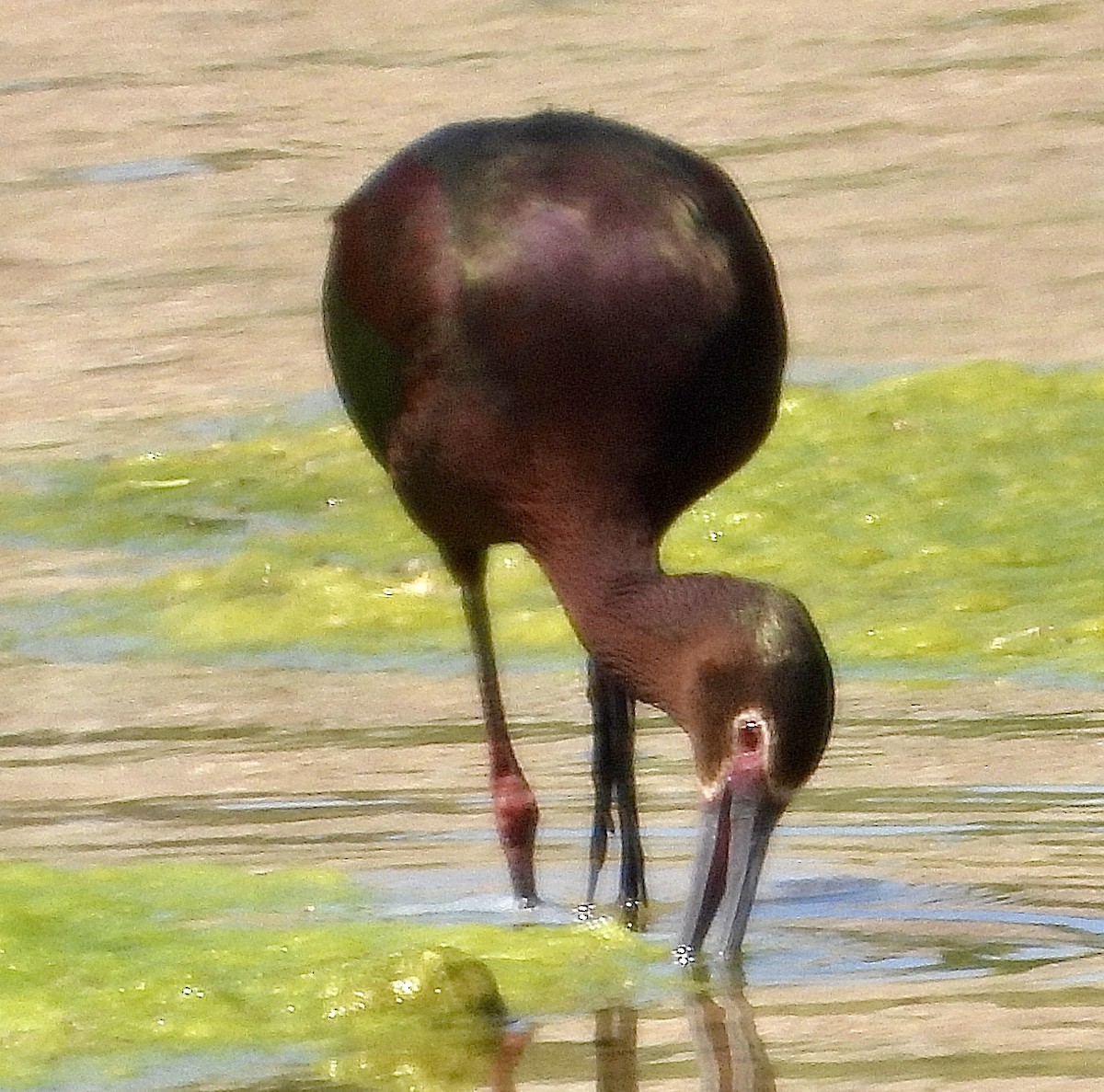 Ibis à face blanche - ML619500928