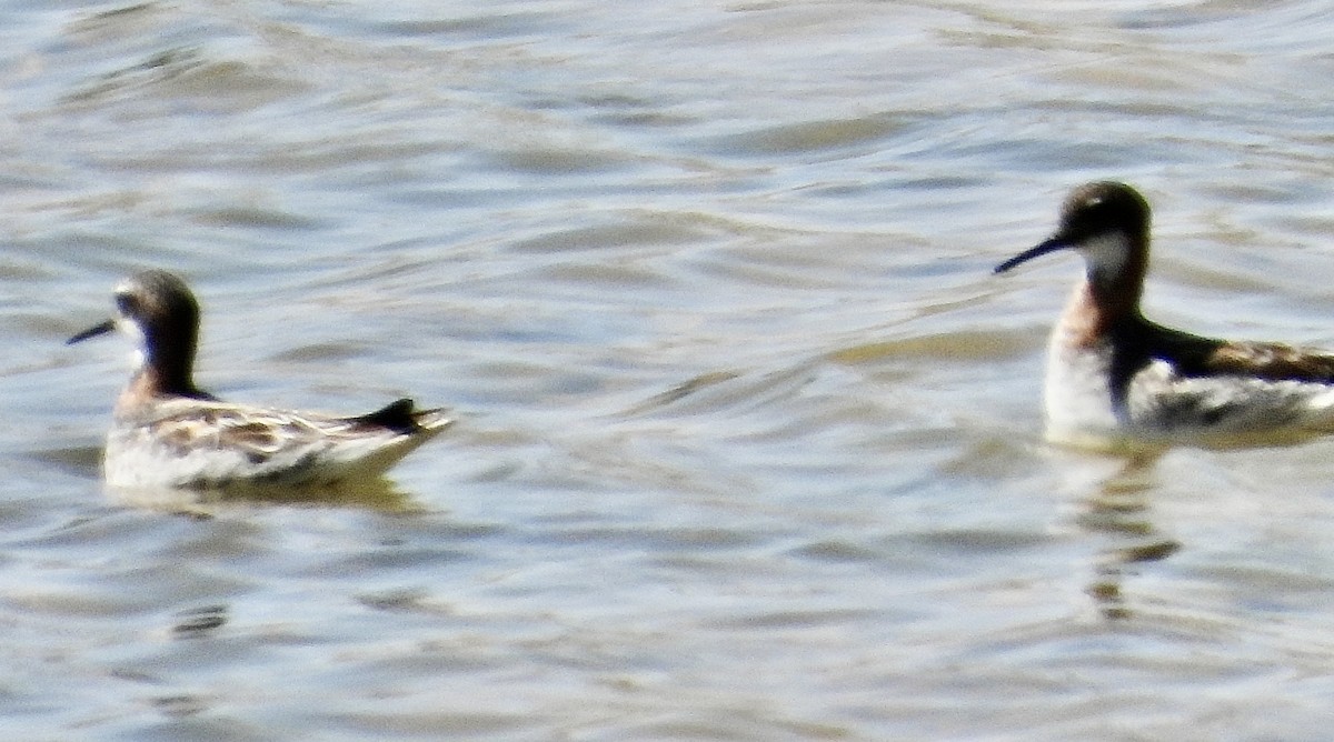 Red-necked Phalarope - John Amoroso