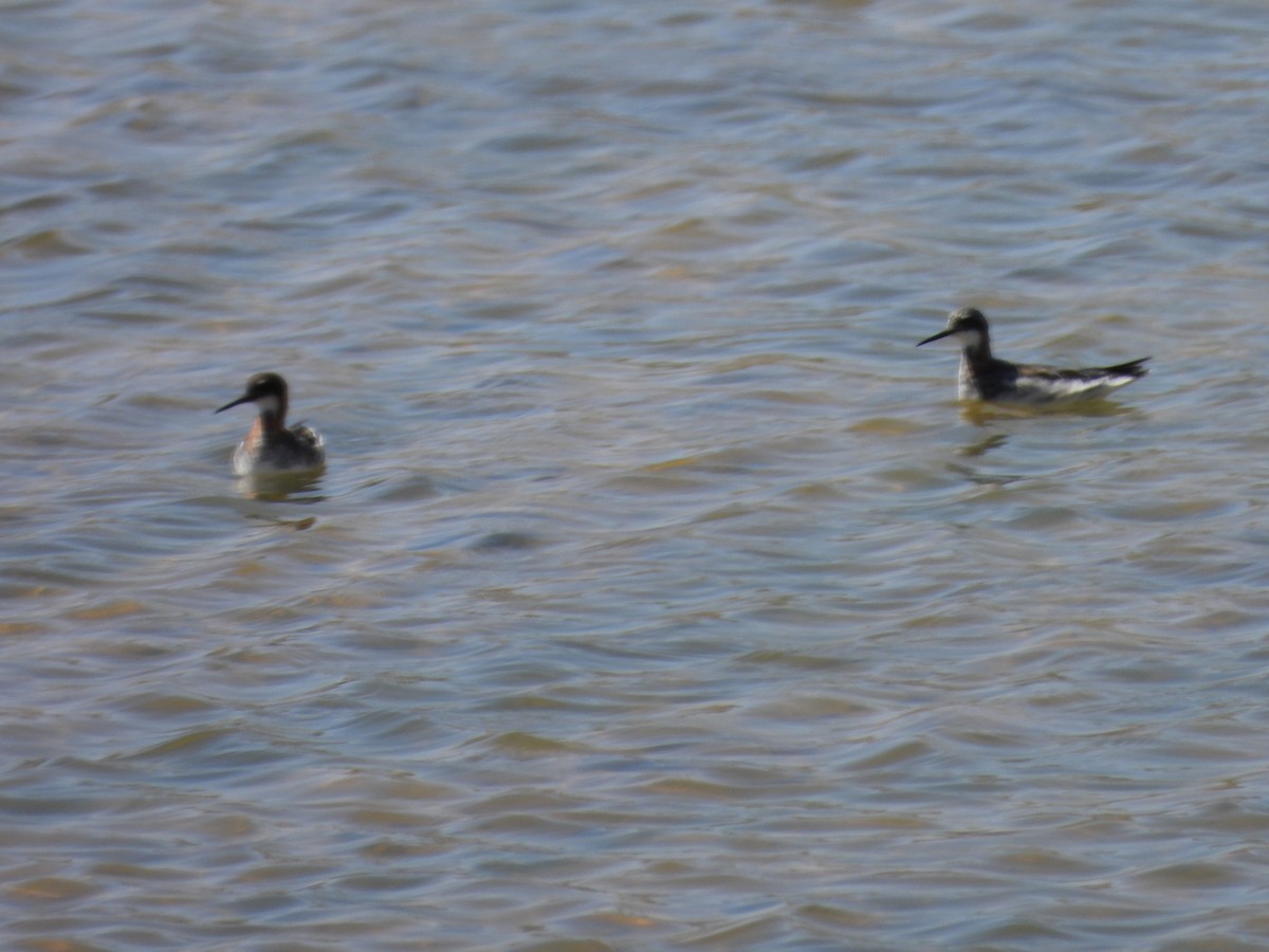 Red-necked Phalarope - John Amoroso