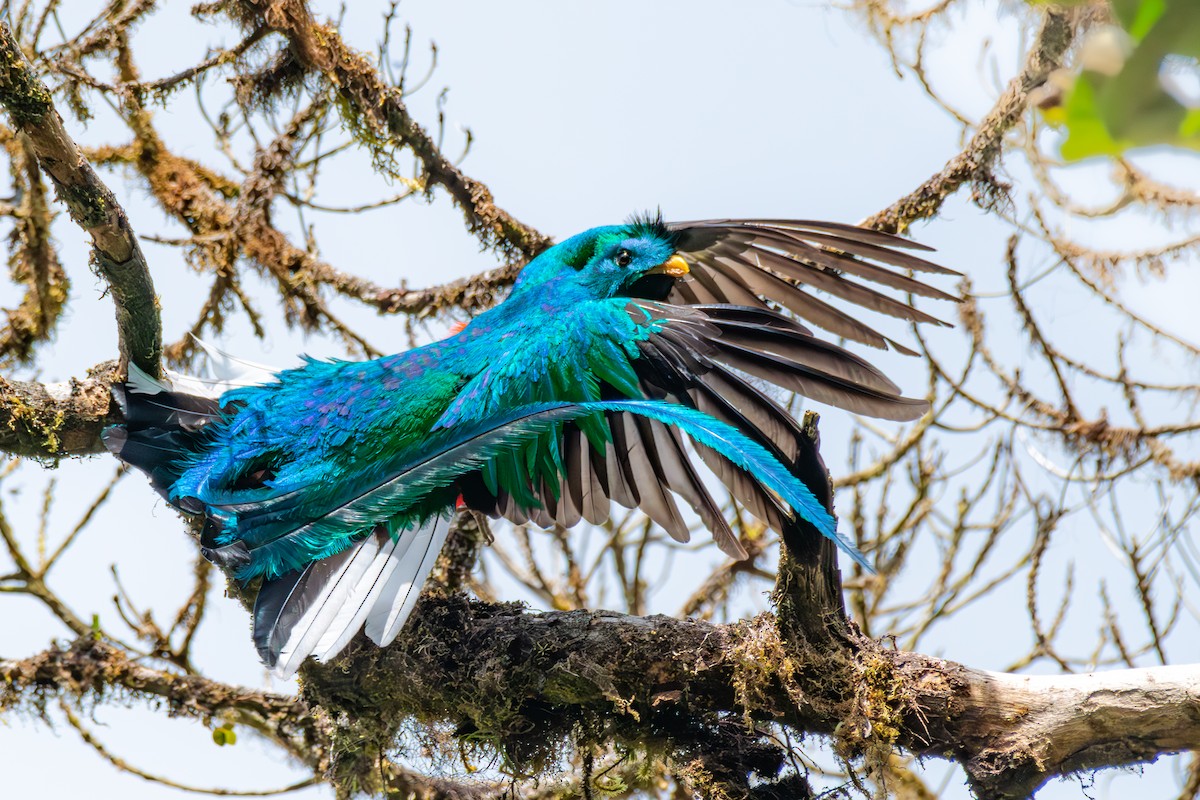 Resplendent Quetzal - ML619500944