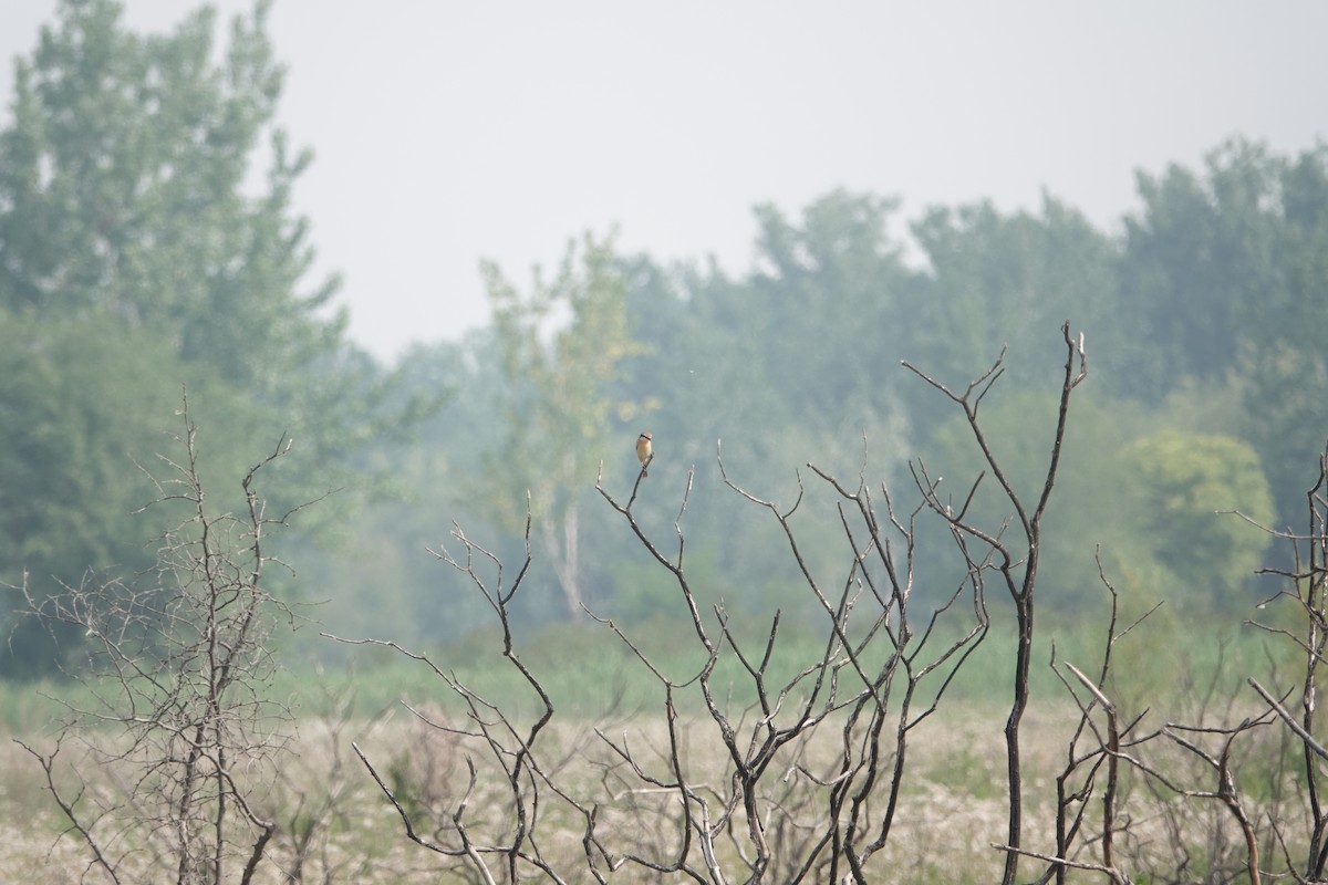 Brown Shrike - Fei Sha