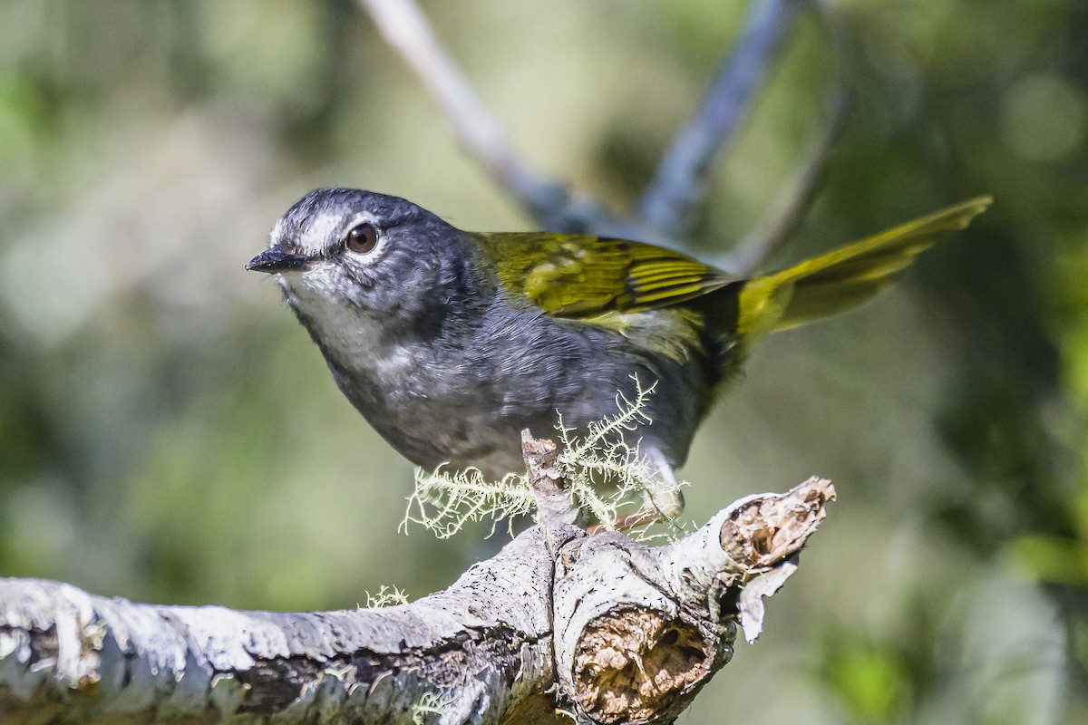 White-browed Warbler - Amed Hernández