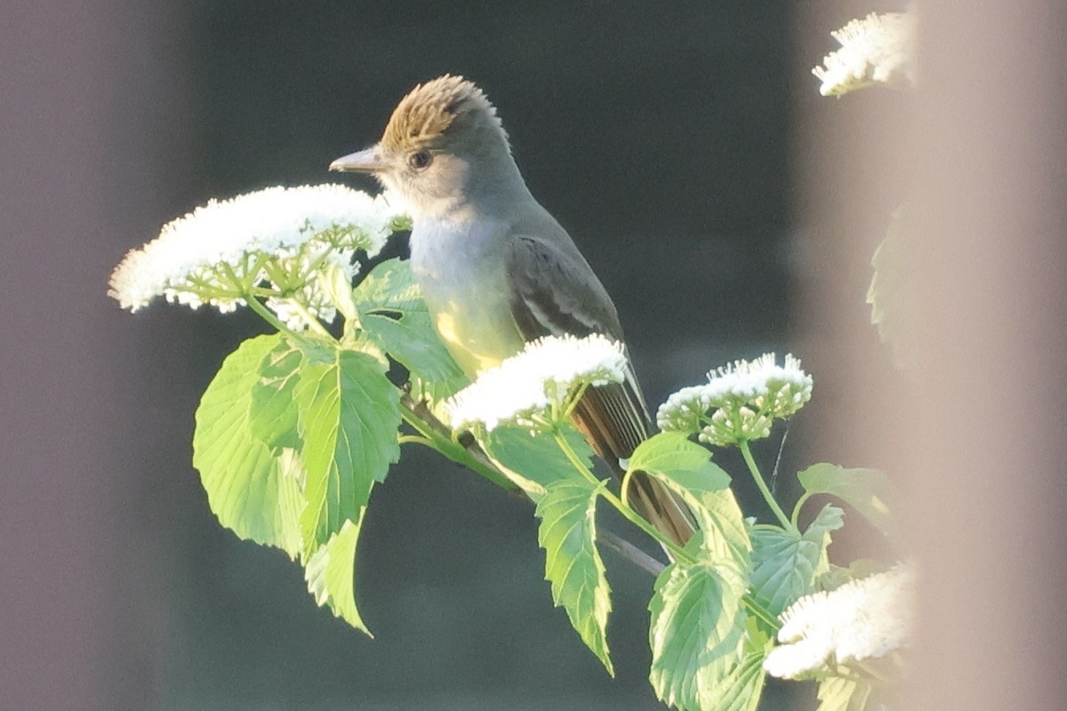 Great Crested Flycatcher - ML619500961