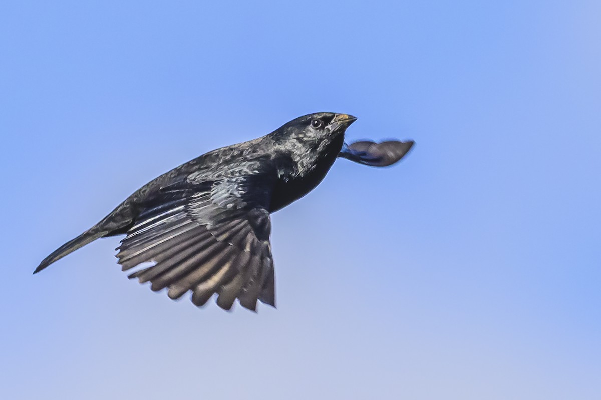 Chopi Blackbird - Amed Hernández