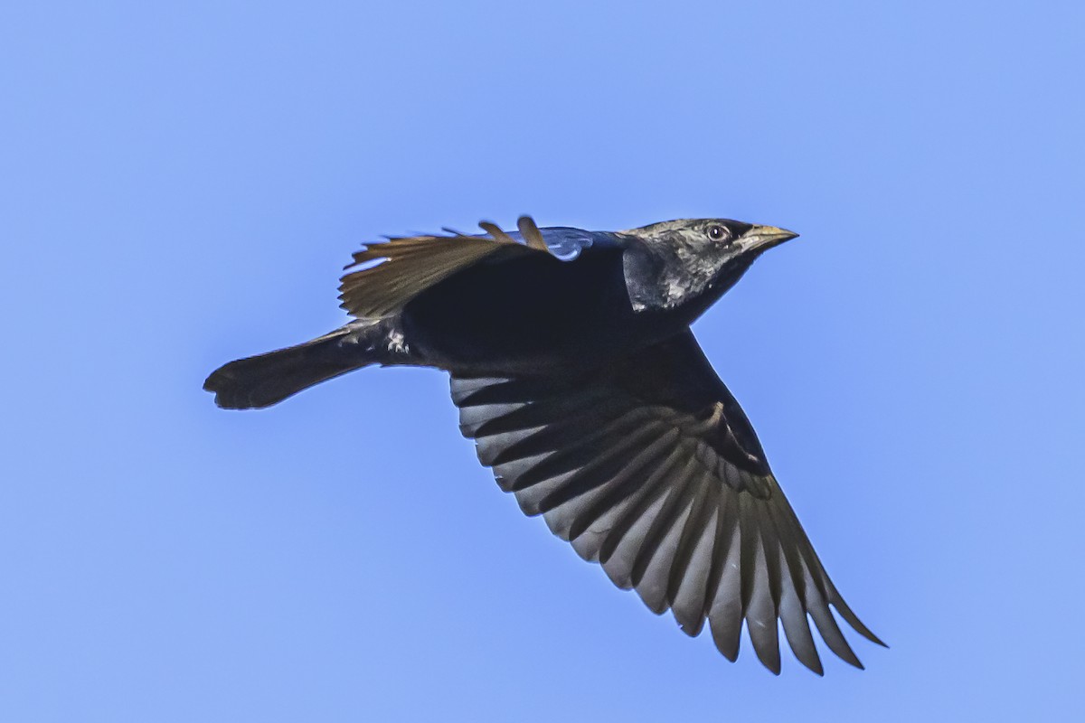 Chopi Blackbird - Amed Hernández