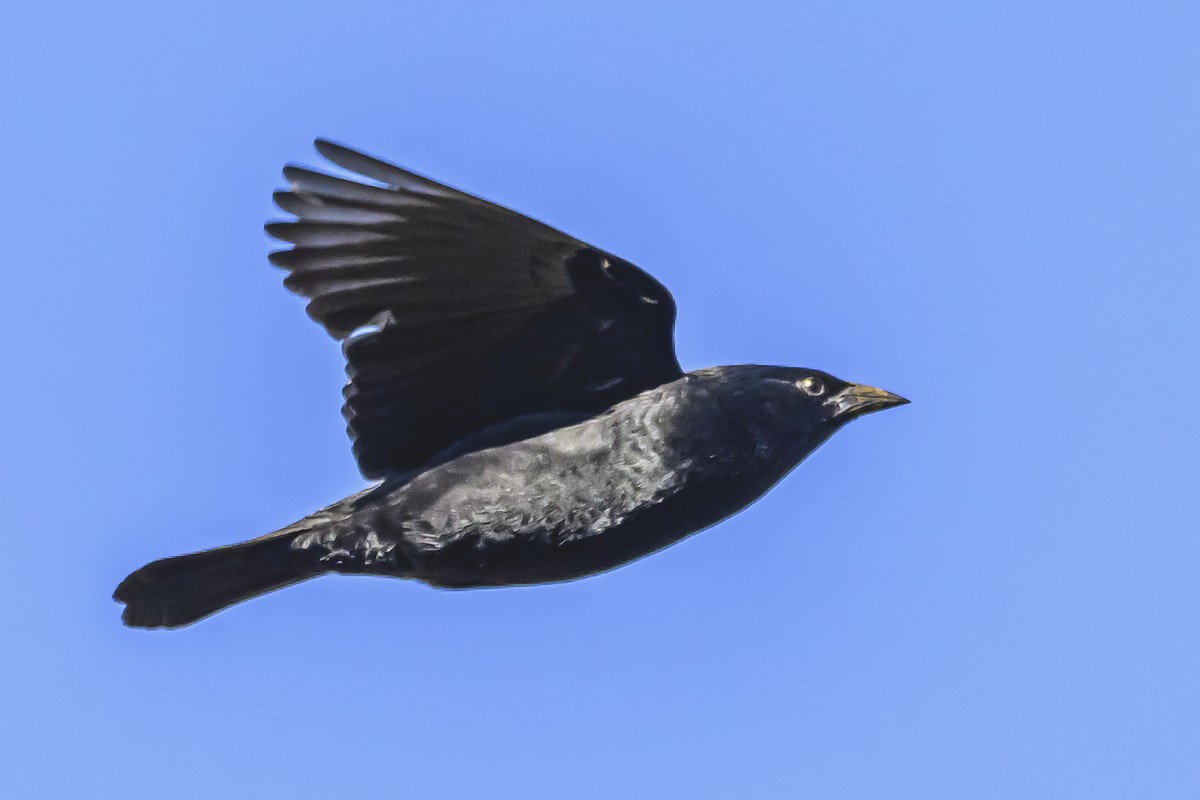 Chopi Blackbird - Amed Hernández