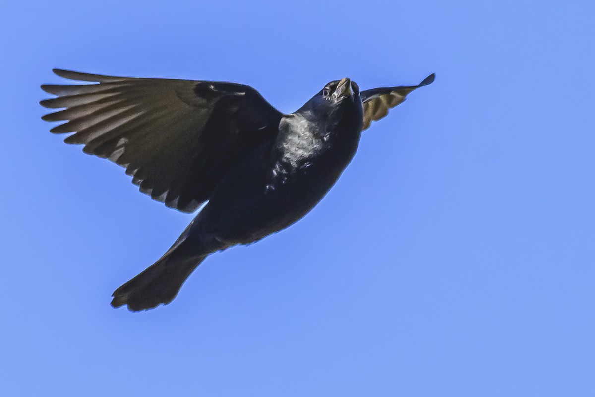 Chopi Blackbird - Amed Hernández