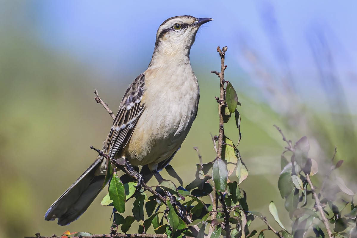 Chalk-browed Mockingbird - Amed Hernández