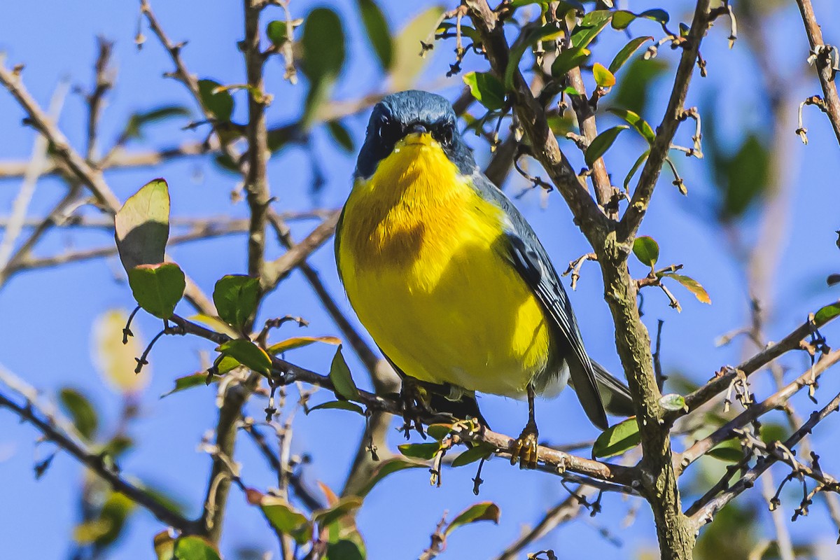 Tropical Parula - Amed Hernández