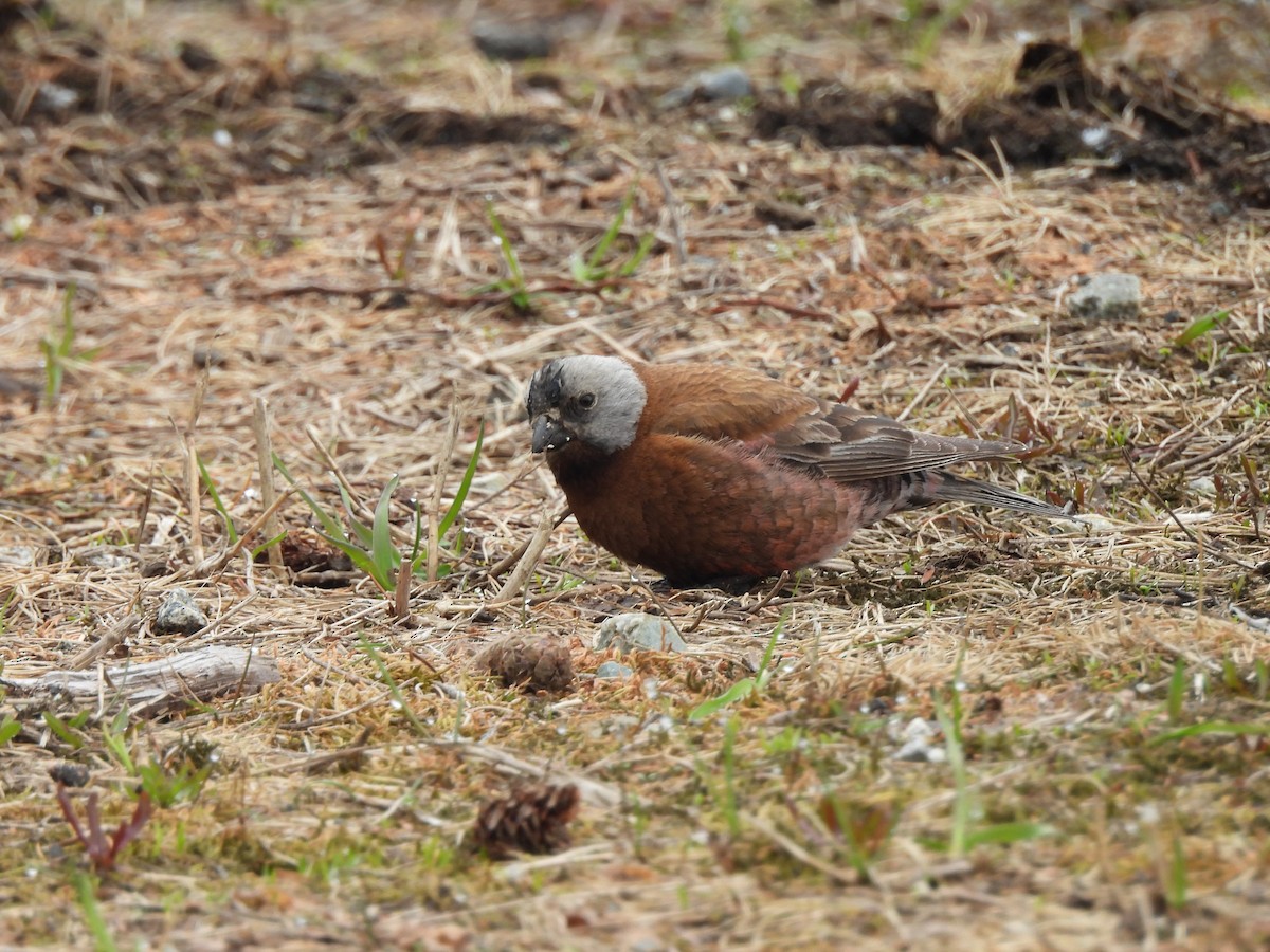 Gray-crowned Rosy-Finch - Mark Stevens