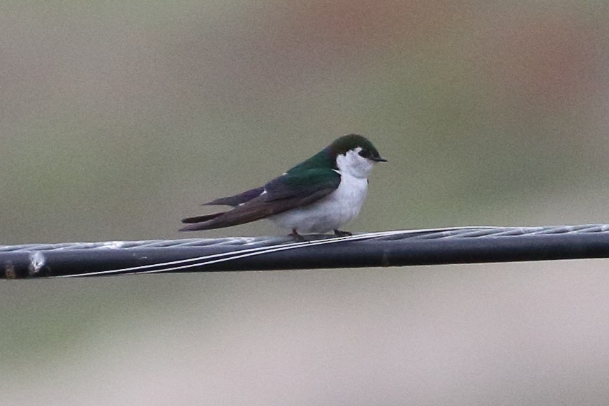 Violet-green Swallow - Jeffrey Fenwick