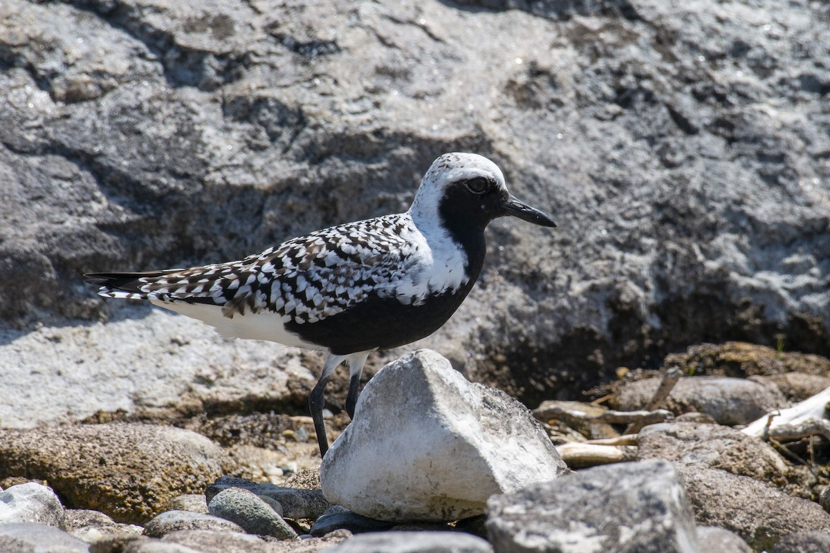 Black-bellied Plover - Tim Lamey