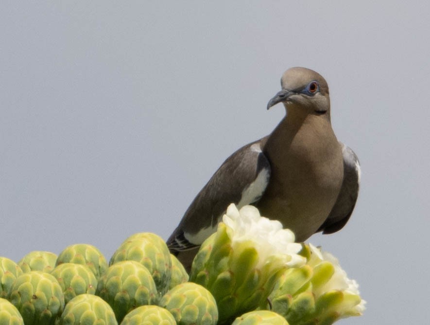 White-winged Dove - Howard Cox