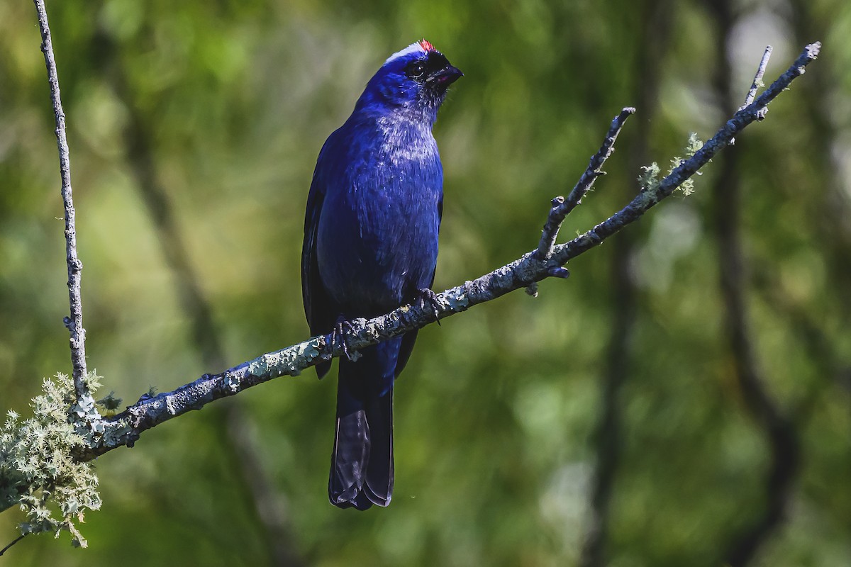 Diademed Tanager - Amed Hernández