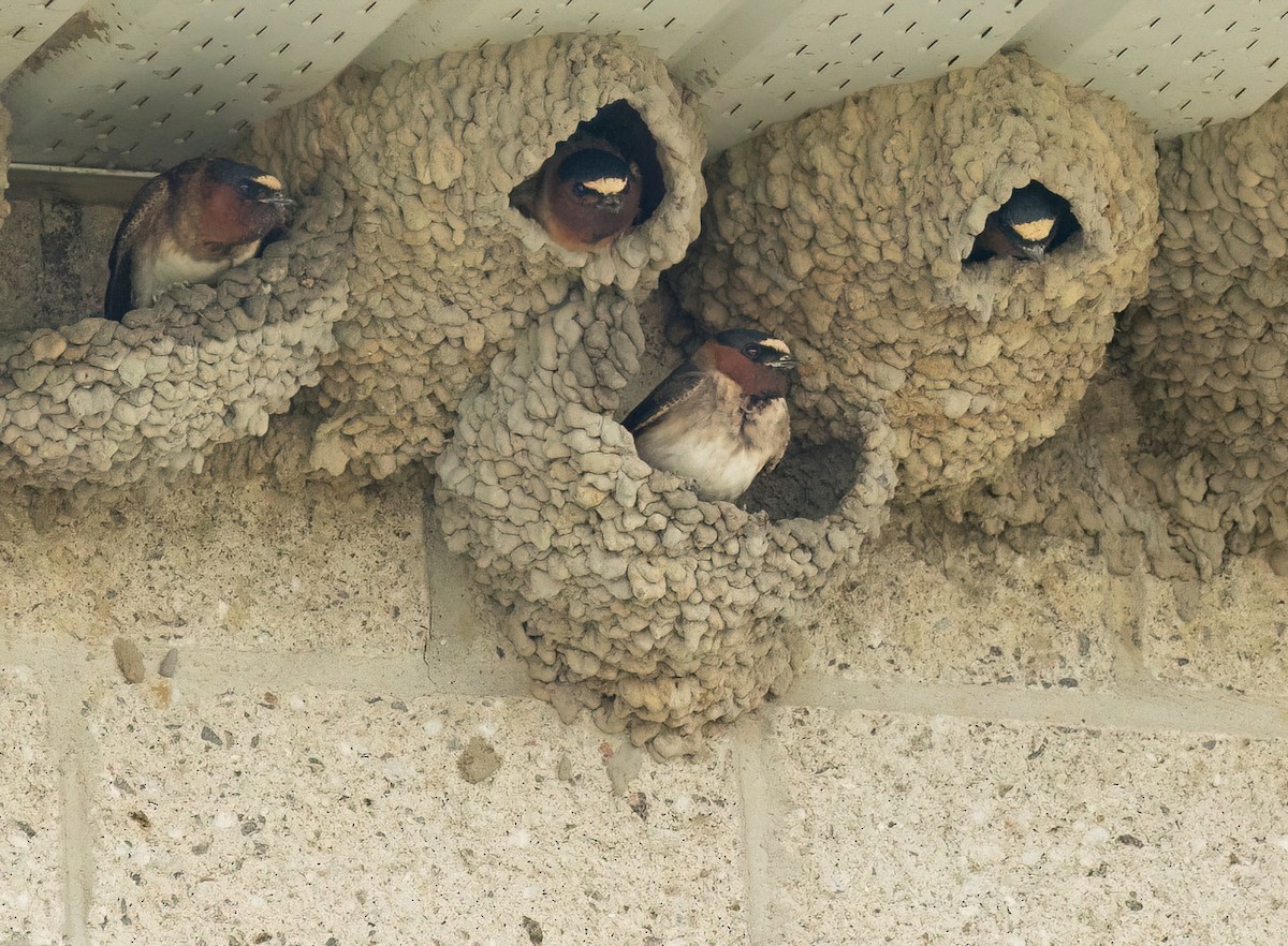 Cliff Swallow - Julie Paquette