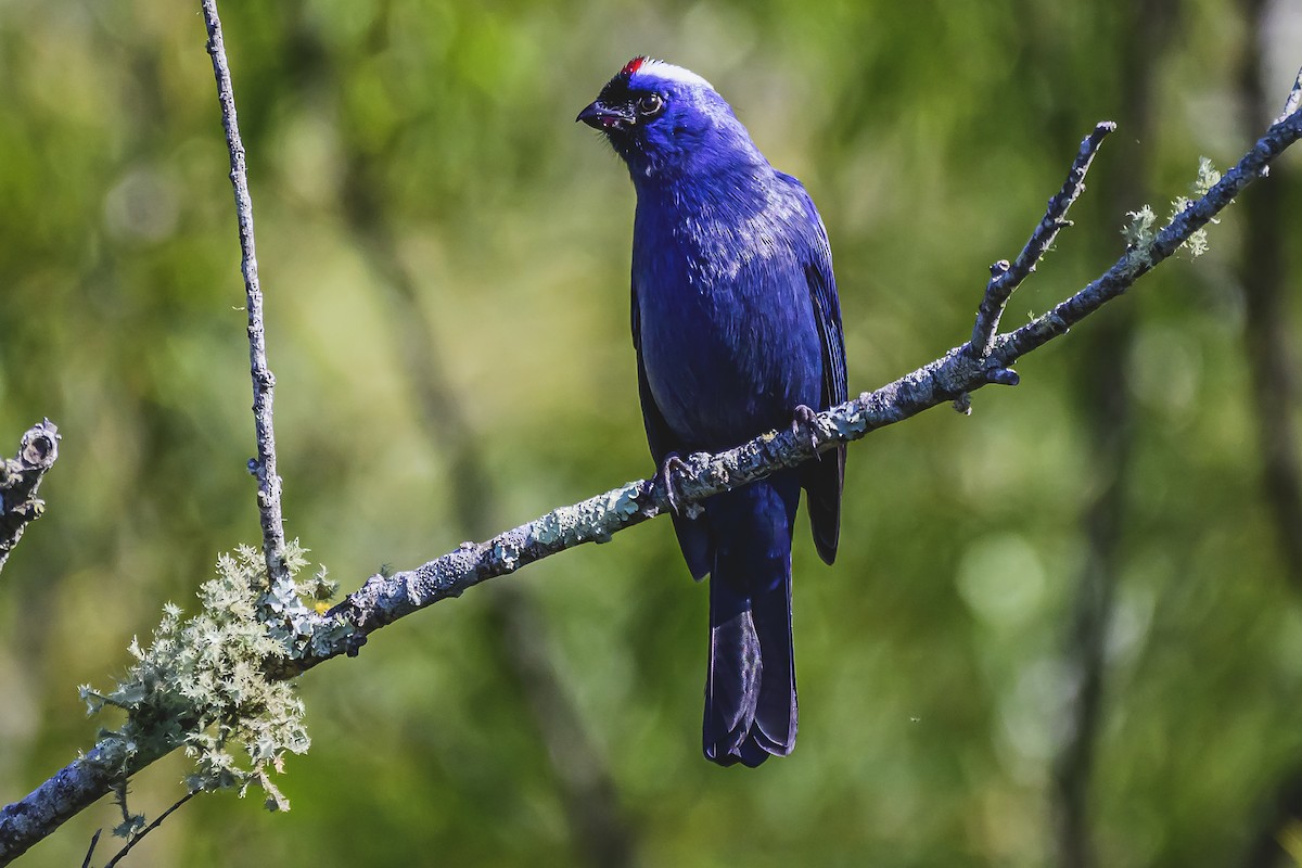 Diademed Tanager - Amed Hernández