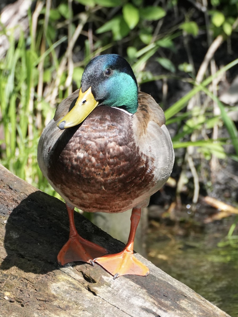 Mallard - Chris Wills