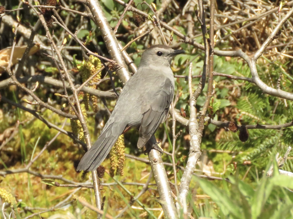 Gray Catbird - John Brattey