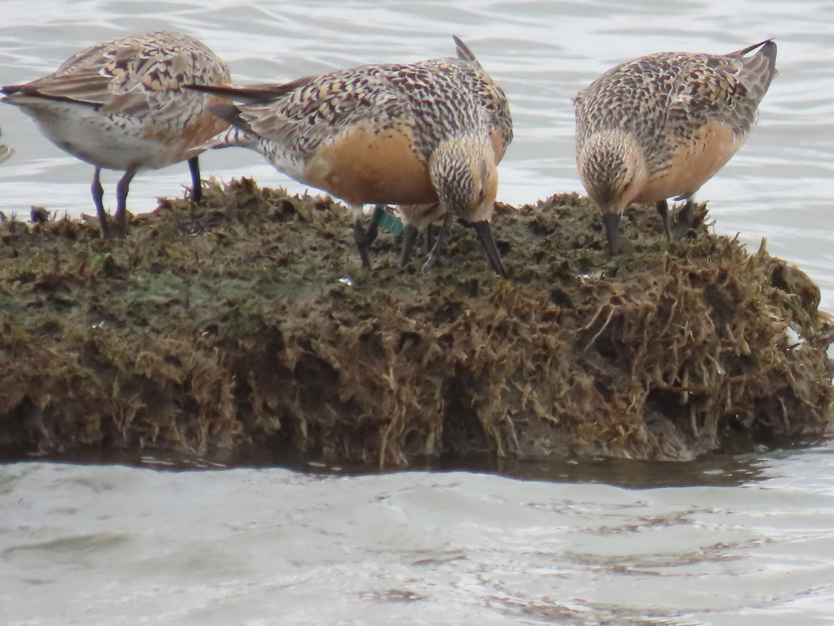 Red Knot - D Woolverton