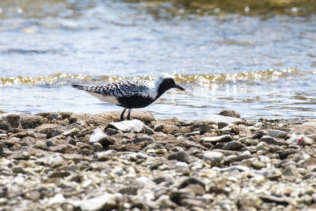 Black-bellied Plover - ML619501031