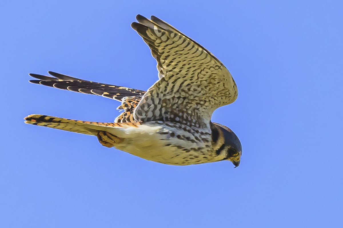 American Kestrel - Amed Hernández