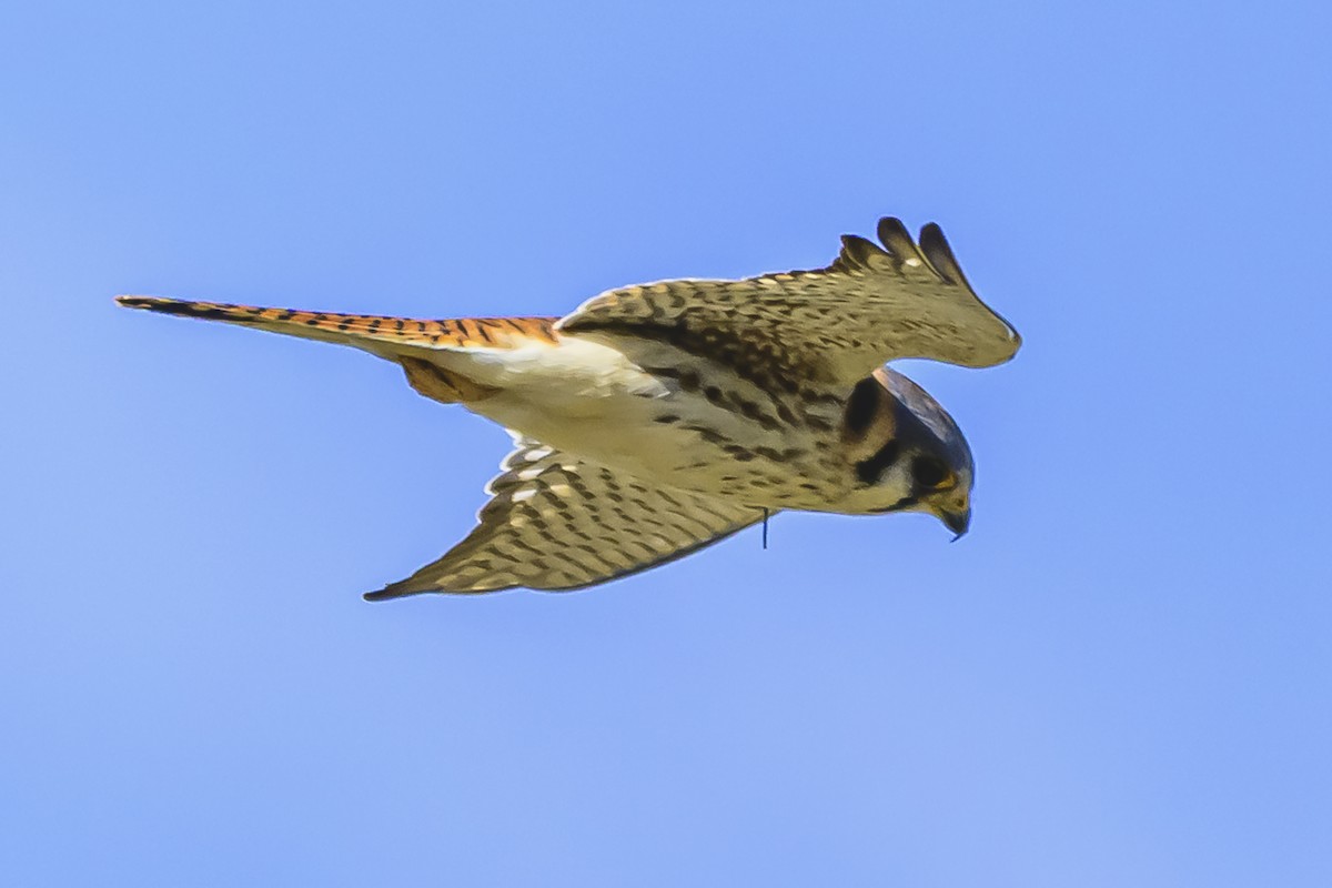 American Kestrel - Amed Hernández