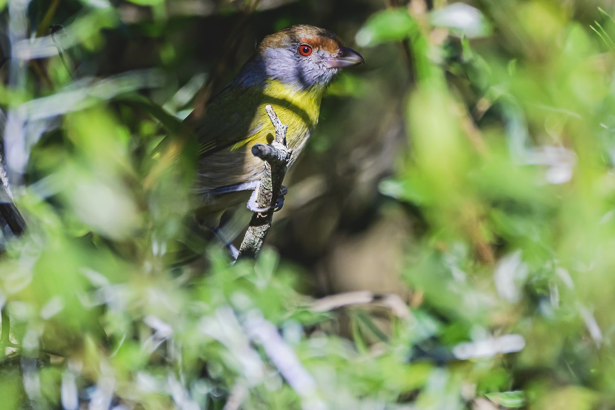 Rufous-browed Peppershrike - Amed Hernández