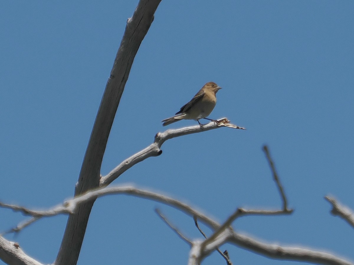 Lazuli Bunting - Jack Wickel