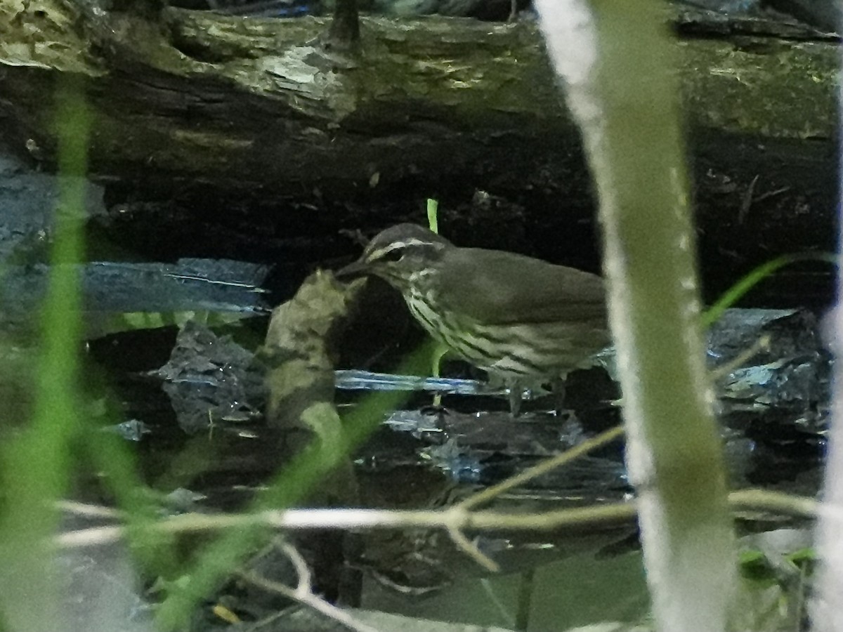 Northern Waterthrush - Chris Wills