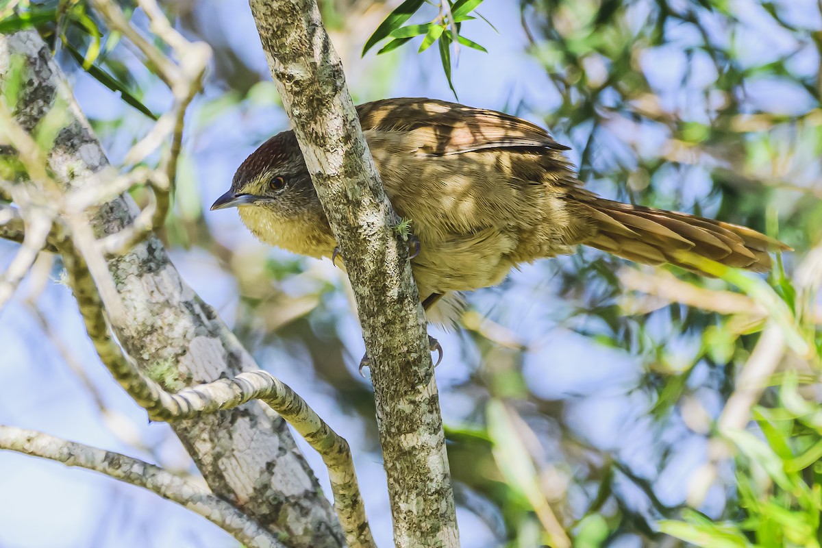 Freckle-breasted Thornbird - Amed Hernández