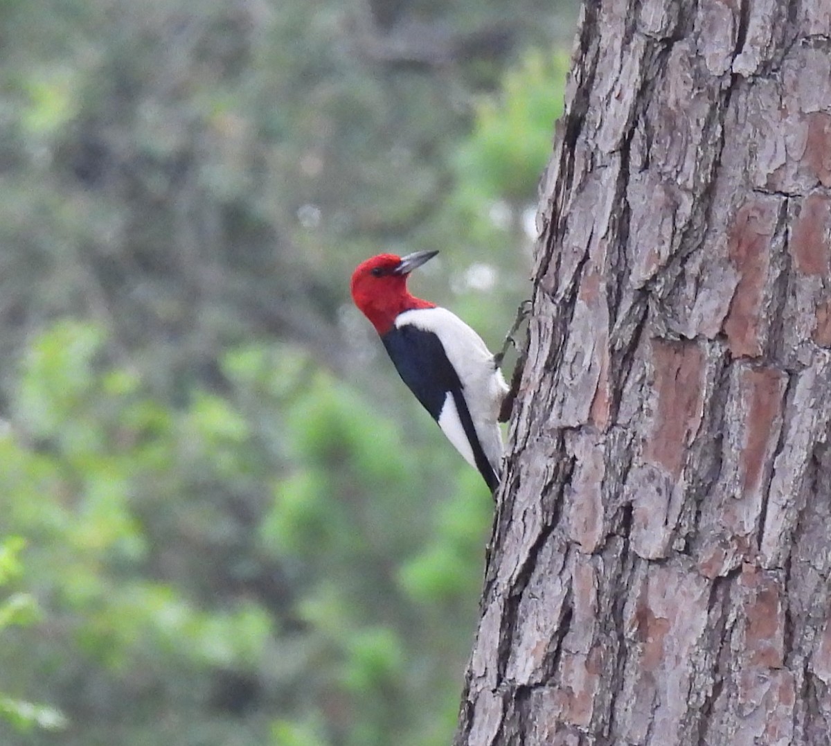 Red-headed Woodpecker - Shelia Hargis