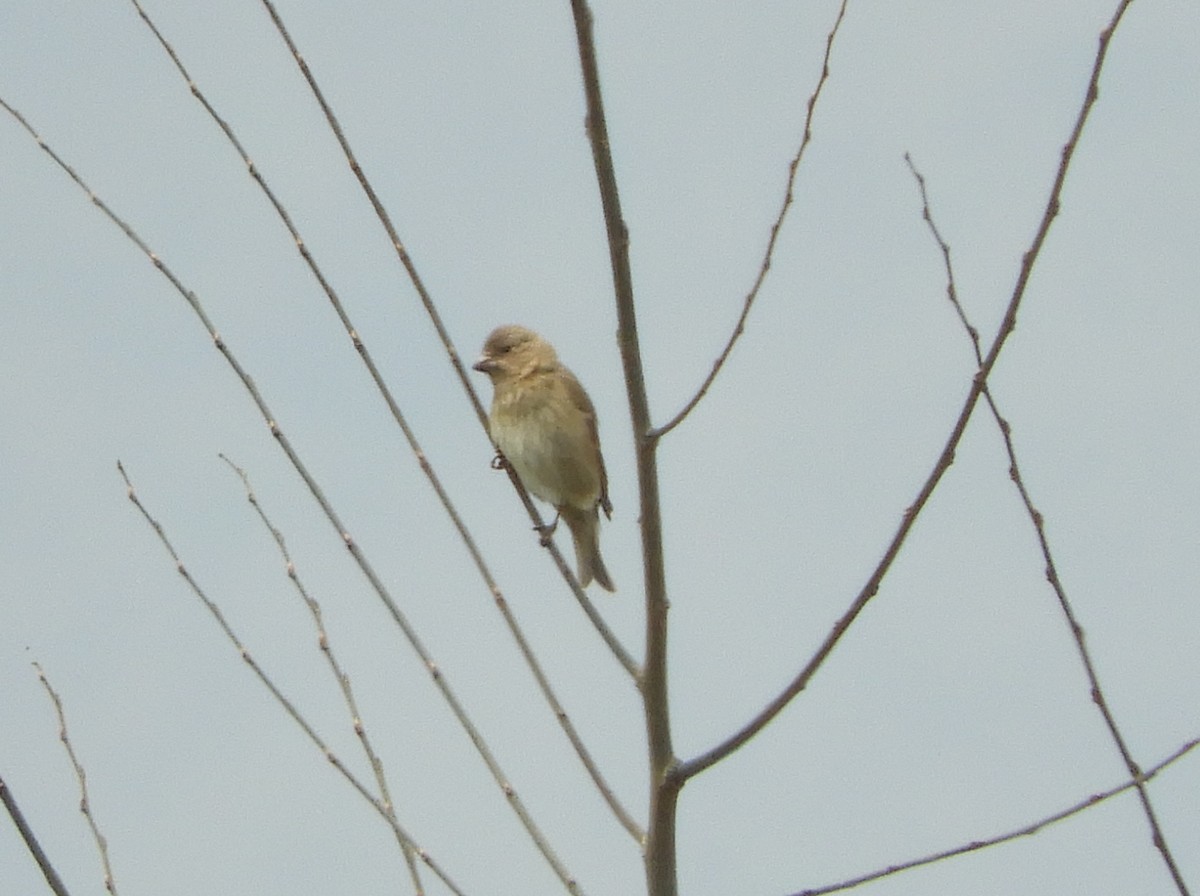 Common Rosefinch - Maureen Blackford