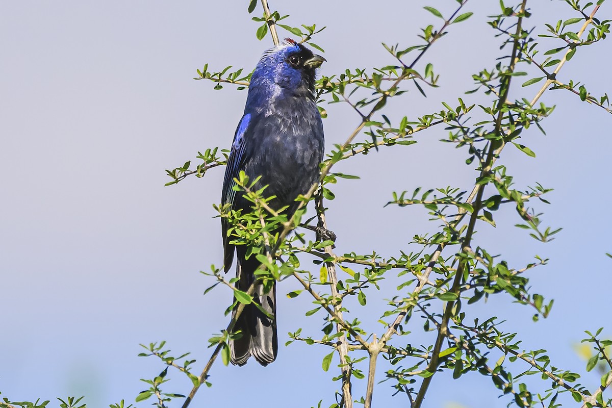 Diademed Tanager - Amed Hernández