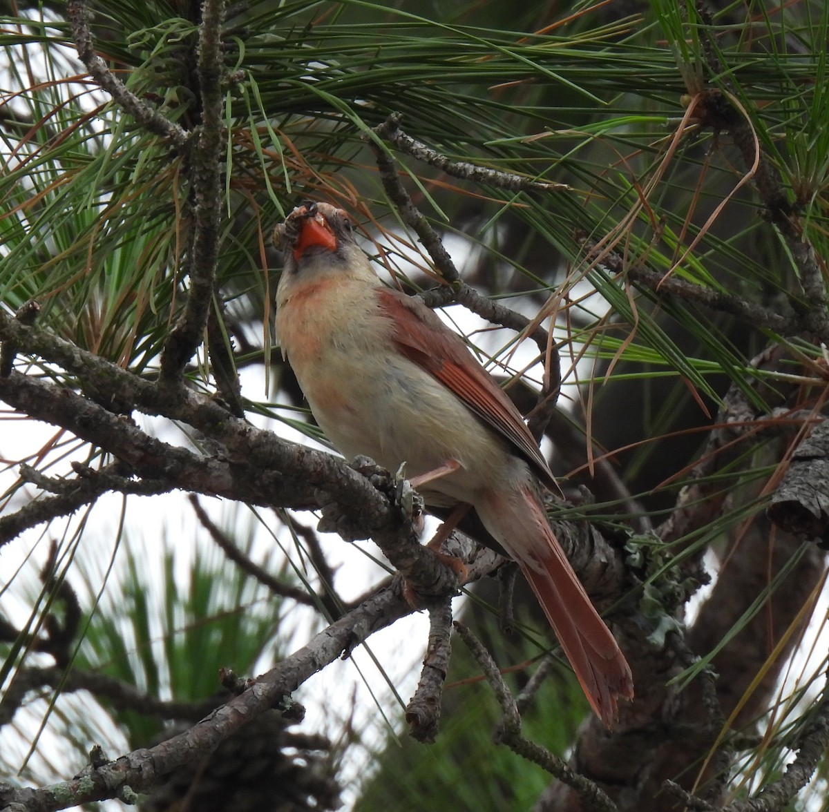 Cardinal rouge - ML619501065