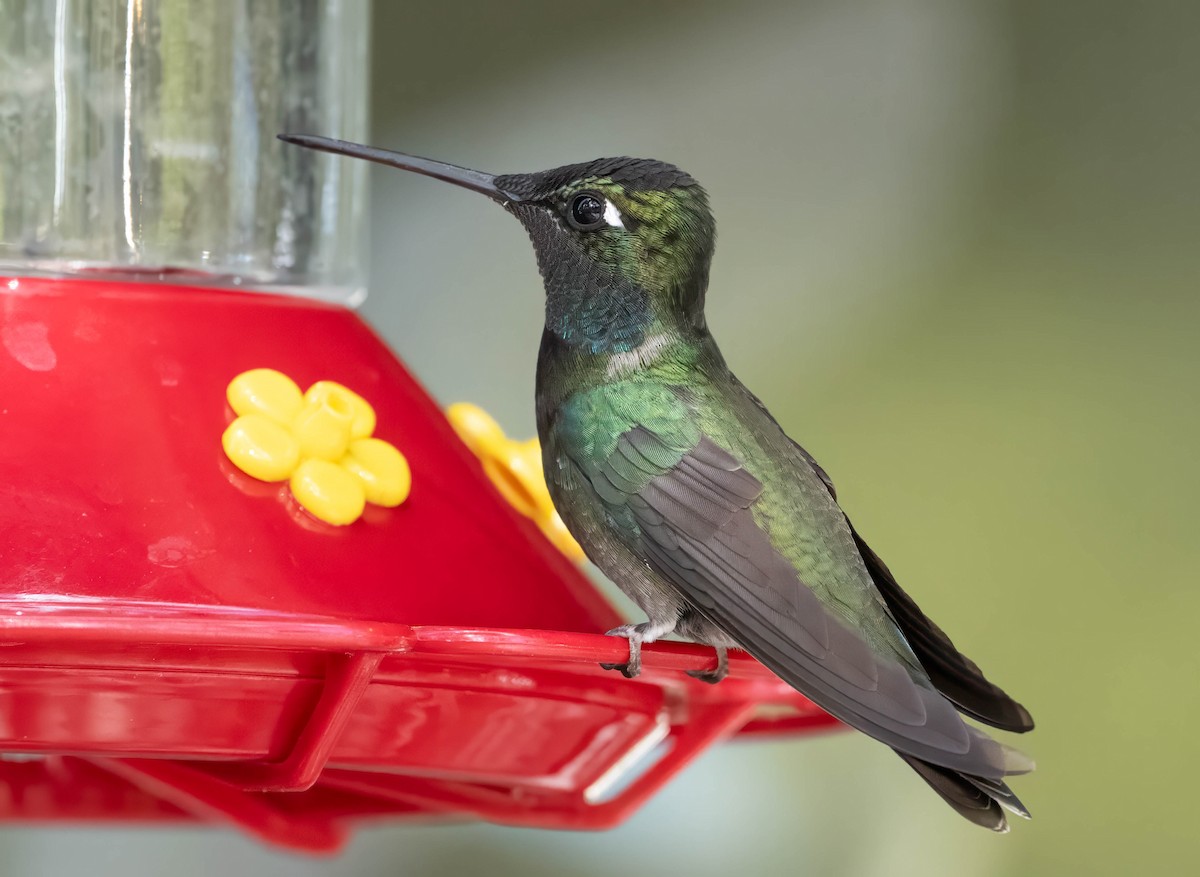 Rivoli's Hummingbird - Howard Cox