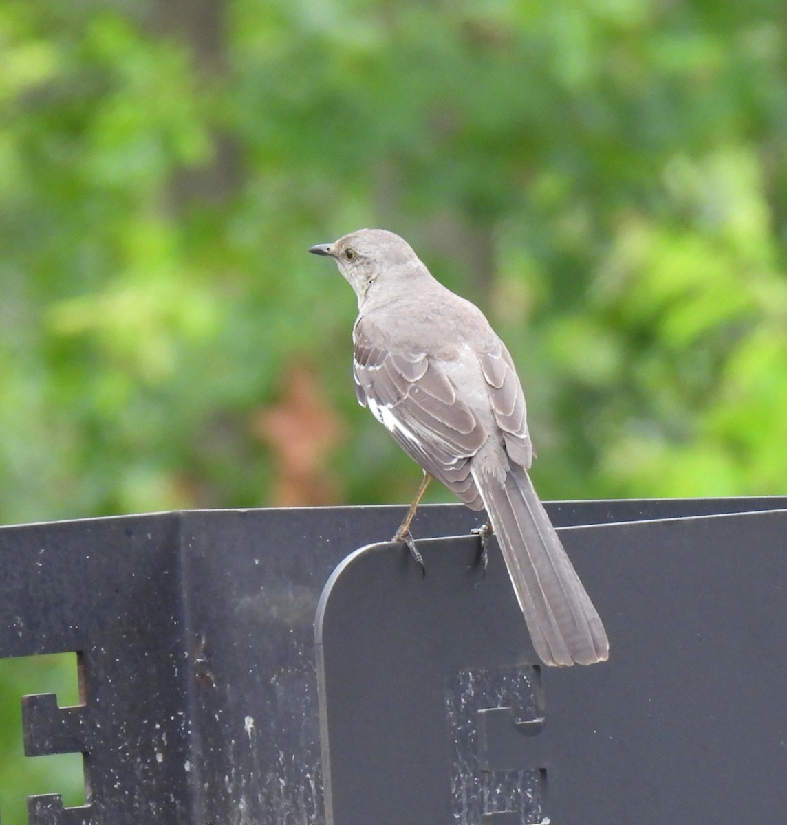 Northern Mockingbird - ML619501071