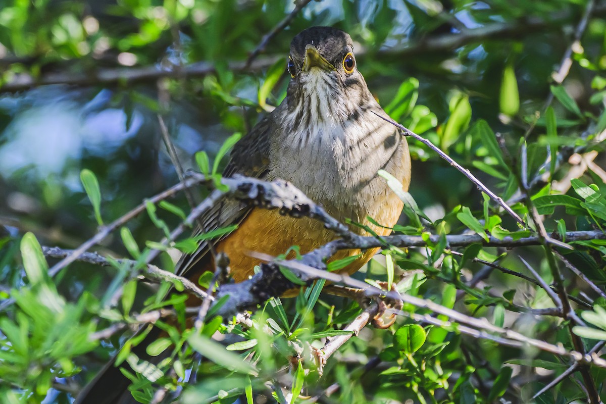 Rufous-bellied Thrush - Amed Hernández