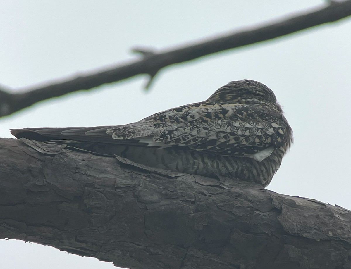 Common Nighthawk - ML619501074