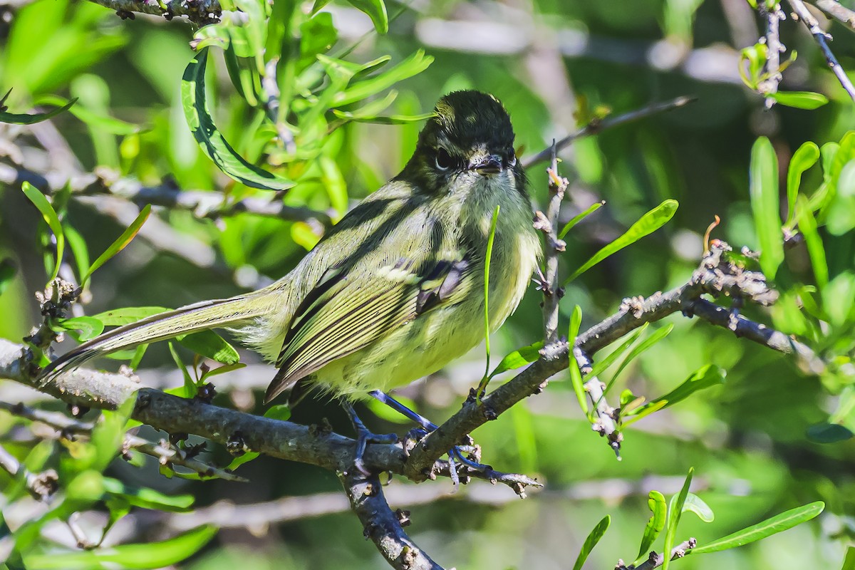 Mottle-cheeked Tyrannulet - Amed Hernández