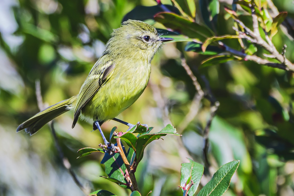 Mottle-cheeked Tyrannulet - Amed Hernández