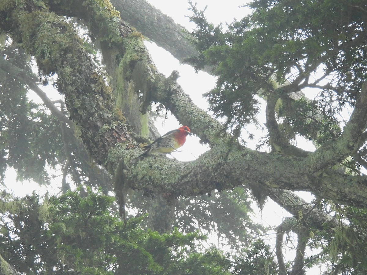 Red-breasted Sapsucker - Mark Stevens