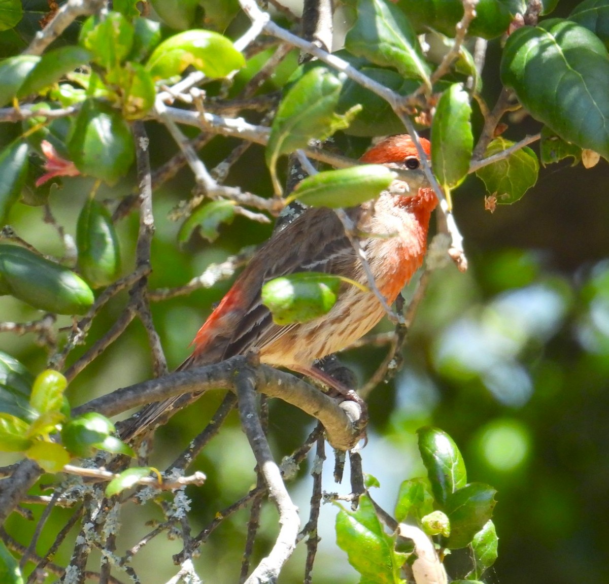 Purple Finch - Ellen Tipping