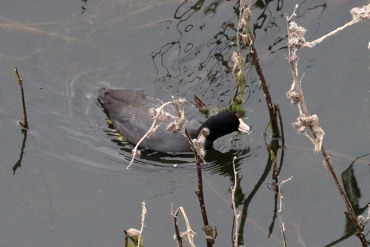 American Coot - Jeffrey Fenwick