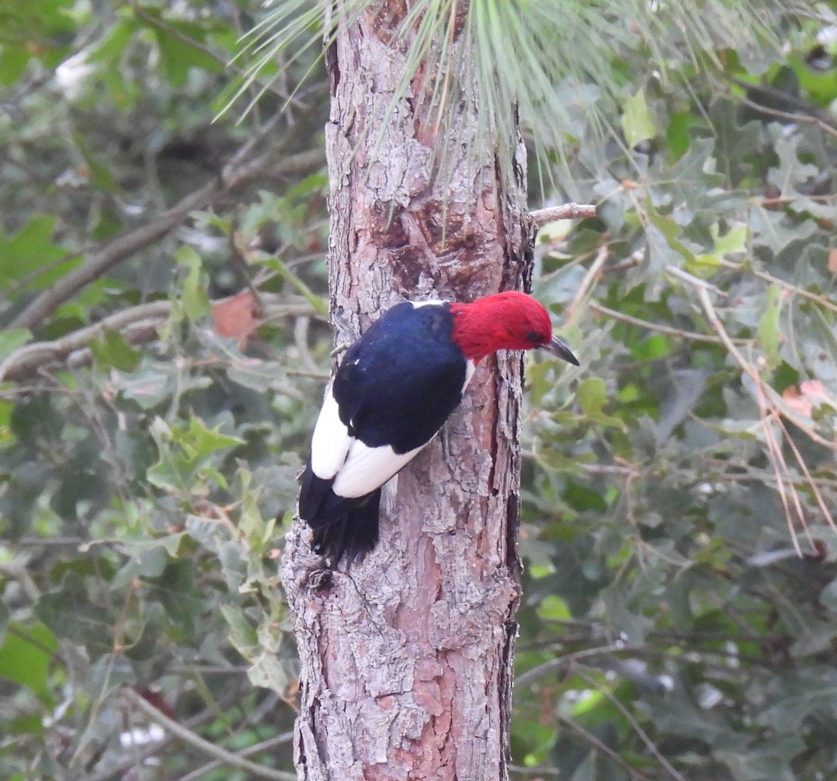 Red-headed Woodpecker - Shelia Hargis