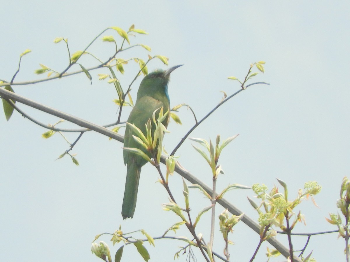 Blue-bearded Bee-eater - ML619501093