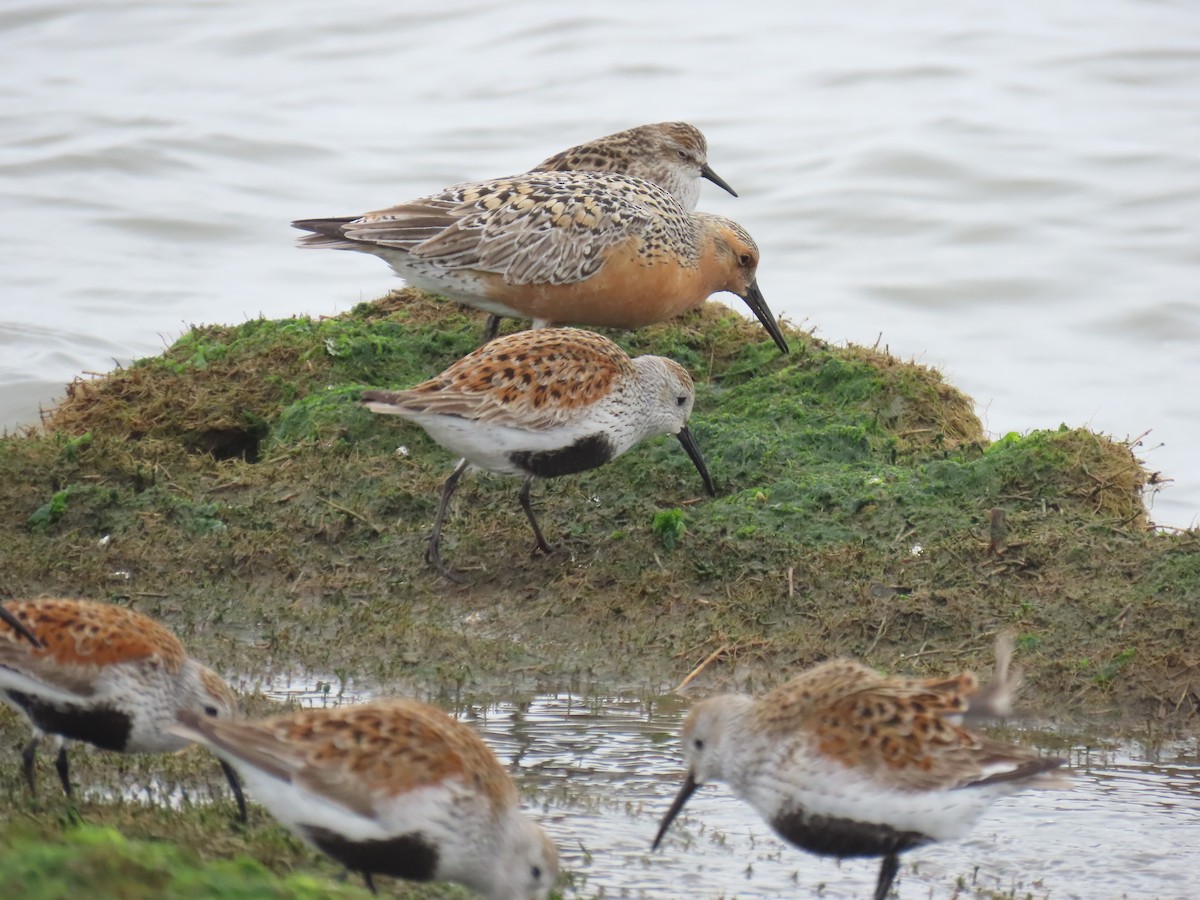 Dunlin - D Woolverton