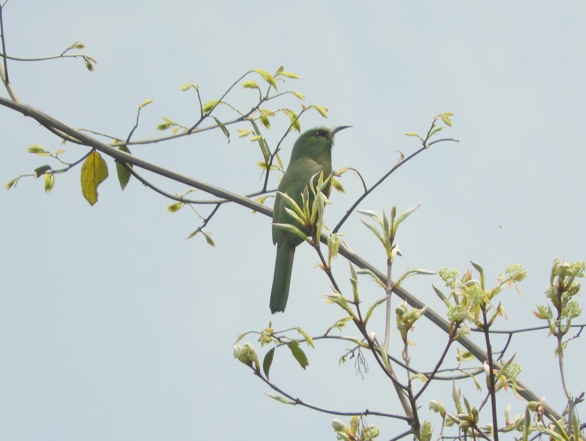 Blue-bearded Bee-eater - ML619501097