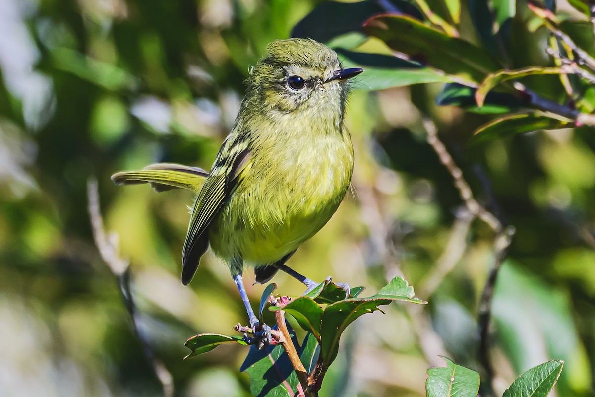 Mottle-cheeked Tyrannulet - Amed Hernández