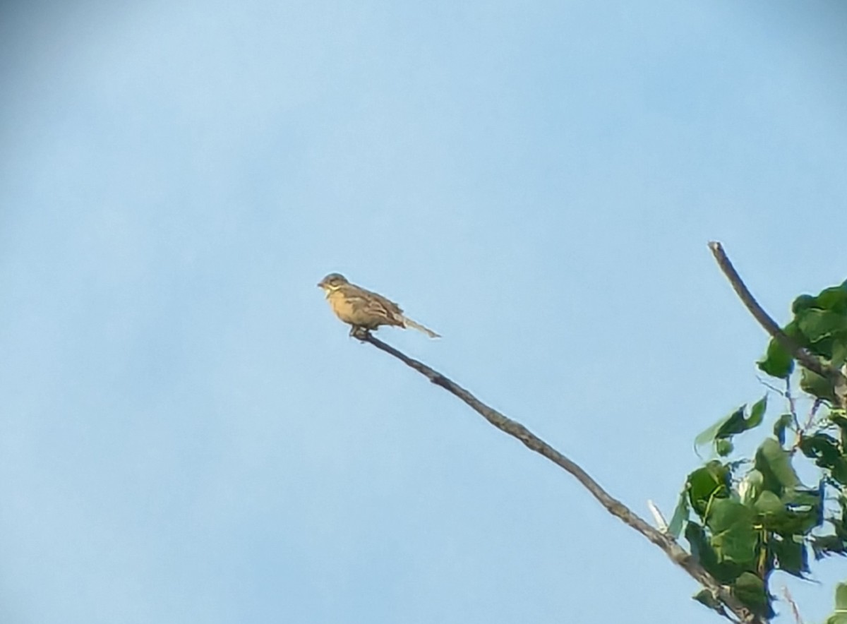 Ortolan Bunting - Jan Badura