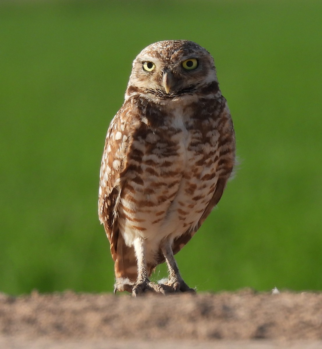 Burrowing Owl - ML619501105